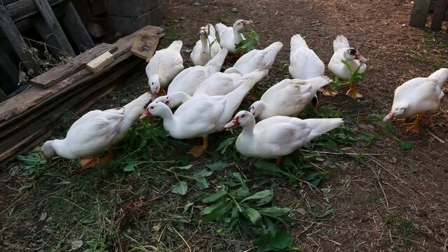 Flock of white ducks greedily eating fresh green leaves. Organic domestic farming