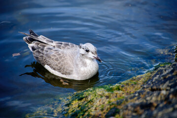 Larus canus. he common gull