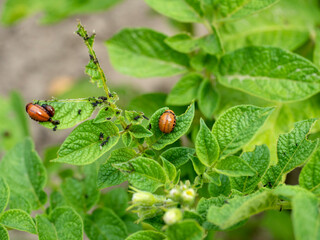 Close-up of the larvae of the Colorado potato beetle on potato leaves. Pests , insects