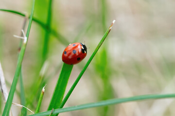 ladybugs on a blade of grass. close up Coccinellidae. macro