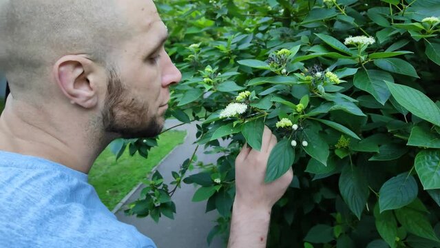 Bald bearded man sniffing white flowers of large green shrub. Young guy in city park. Caucasian man enjoy fragrance of flower. Beautiful and fragrant greenery in garden. Spring allergy season. Closeup