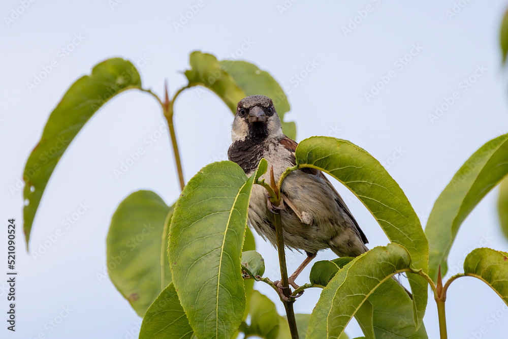 Wall mural The house sparrow (Passer domesticus)