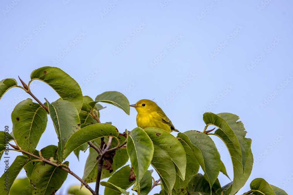 Canvas Prints The yellow warbler (Setophaga petechia). Yellow warblers, in particular the young, devour many pest insects during the breeding season.