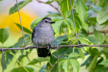 The gray catbird (Dumetella carolinensis) on the fence
