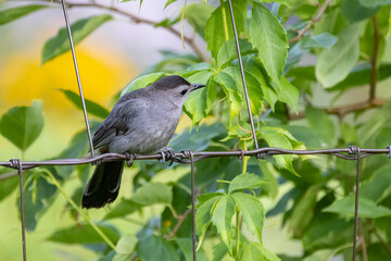 The gray catbird (Dumetella carolinensis) on the fence