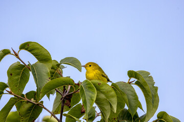 The yellow warbler (Setophaga petechia). Yellow warblers, in particular the young, devour many pest insects during the breeding season.