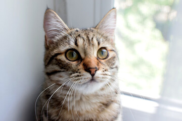 Domestic young striped cat sits by the window. Portrait of a cute shorthair kitten sitting by the window. Selective focus.