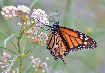 tiger swallow at lunch