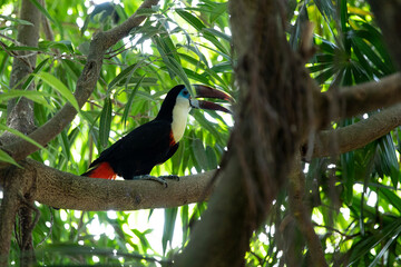 White-breasted toucan or red-billed toucan sits on a tree. Ramfastos tucanus, rare birds