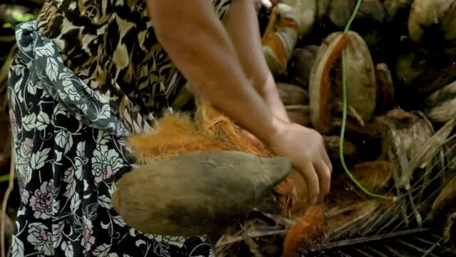 Micronesian local woman is cleaning coconuts inside the jungle. Small village next to a Nan Madol in Pohnpei, Micronesia. High quality 4k footage