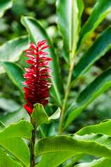 Red flower and leaves at Angra dos Reis town, State of Rio de Janeiro, Brazil. Taken with Nikon D5100 18-200 lens, at 200, 1/25 f 6.0 ISO 125