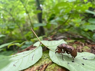 Cicada exoskeleton on leaf in forest