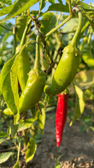 Lots of ripe red hot chili peppers grow in the garden bed. Close-up