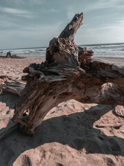 Tronco seco en la playa