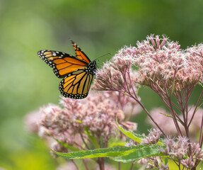 A Monarch Butterfly on Spotted Joe-pye Weed with a green background