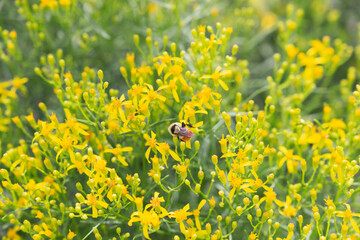 The pollen gathering bombus huntii Hunts bumblebees folded wings give the appearance of a fuzzy heart on its back
