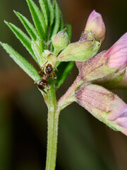 ant on a flower