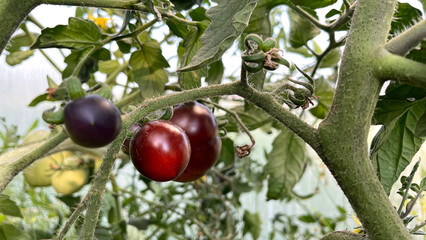 Fresh black tomatoes growing in the greenhouse. Black tomato