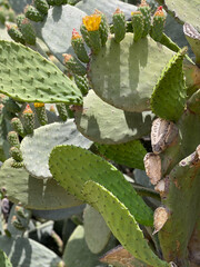  Nopal Prickly Pear Cactus