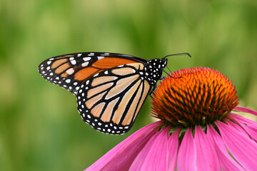 Colorful Monarch Butterfly sits perched on a Cone flower