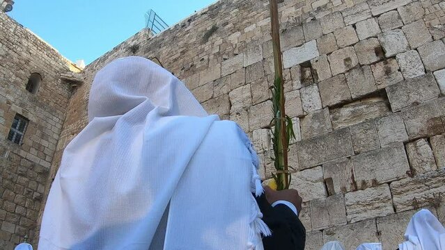 Jewish Orthodox man pray with lulav at Kotel
The lulav wave is part of Sukkot traditional holiday, Jerusalem,israel,october,05,2021
