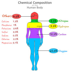 Chemical composition. Elements in human body. Percent ratios of oxygen, carbon, hydrogen nitrogen. Calcium phosphorus potassium sulfur sodium chlorine magnesium. Woman, female silhouette chart. Vector