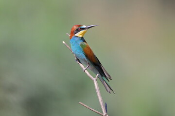 Merops apiaster, Abelharuco, (bee-eater), com a cabeça voltada para traz 