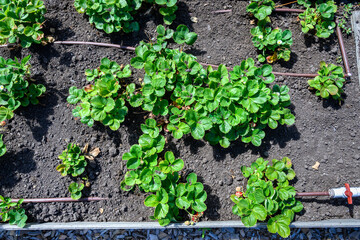 Raised garden bed of strawberry plants with irrigation system, summer fresh fruit
