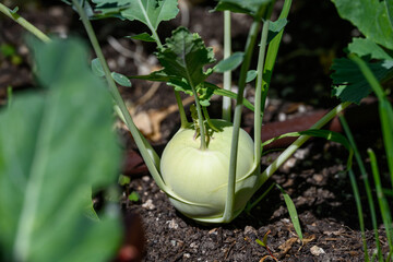 Closeup of Kohlrabi Plant in nutrient rich soil with irrigation, nutritious summer vegetable
