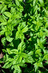 Fresh basil growing in a garden on a sunny summer day, herbs for cooking
