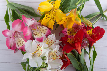 Lilium 'Stargazer' scented red oriental lilies closeup.