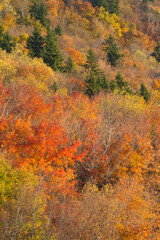 Autumn Splendor West Virginia