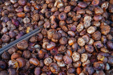 Gladiolus bulbs in bulk for planting