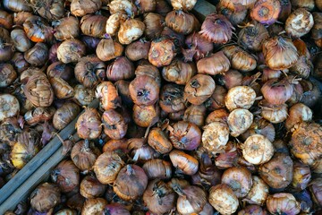 Gladiolus bulbs in bulk for planting