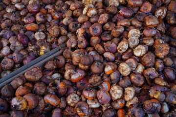 Gladiolus bulbs in bulk for planting