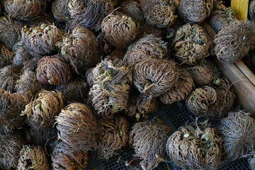 View of a False Rose of Jericho, also called dinosaur plant or Selaginella lepidophylla, root ball