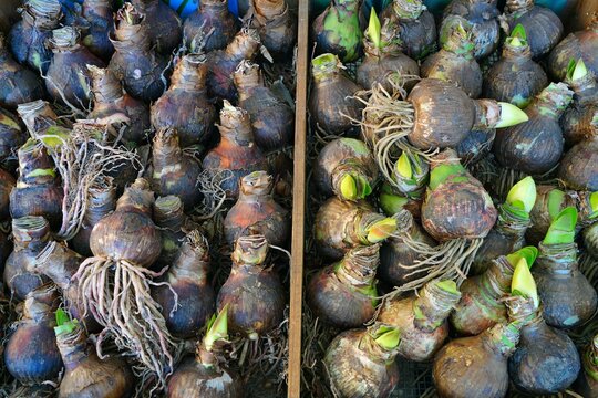 Large Amaryllis Bulbs In Bulk For Planting