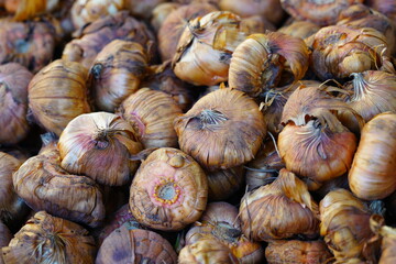 Gladiolus bulbs in bulk for planting