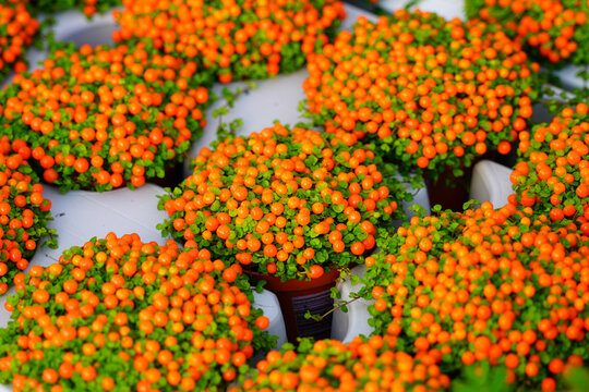 View of a coral bead plant, also called pincushion bead plant or Nertera Granadensis, with small orange balls