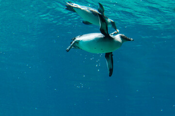Swimming penguins in the blue sea