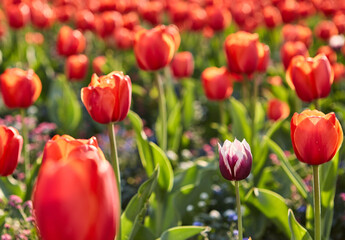 One violet tulip among a lot of red tulips blooming in the garden on the sunset with a green foliage.