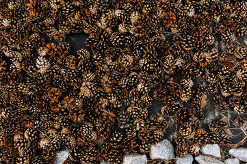 Background, texture of fir cones close-up. Photo of nature, top view.