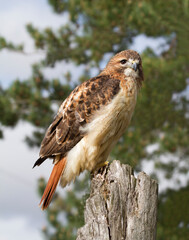 Red shouldered hawk perched on fence post