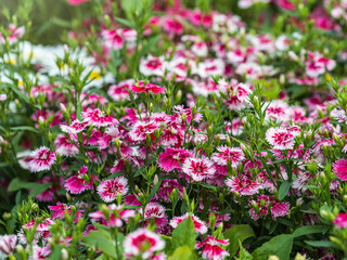 Close up of some beautiful Dianthus Baby Doll, Dianthus Chinensis, flowers growing in garden with leaves and soil, selective growing.