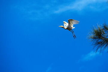Cattle Egret (Bubulcus ibis)