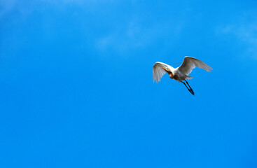Cattle Egret (Bubulcus ibis)