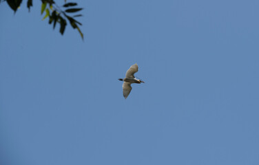 Cattle Egret (Bubulcus ibis)