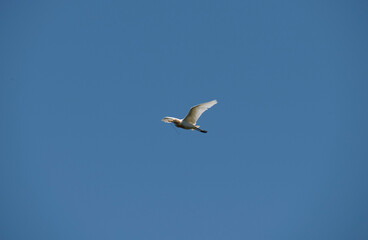 Fototapeta na wymiar Cattle Egret (Bubulcus ibis)