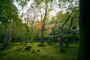 Obraz premium 京都 晩夏の祇王寺の美しい新緑