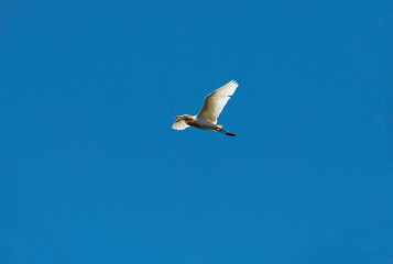 Cattle Egret (Bubulcus ibis)